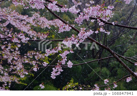 雪の日の桜・吹雪く中、満開に咲く桜 雪の日の桜・吹雪く中、満開に咲く桜 108847941