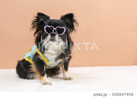 ハートのサングラスをかけたブラックタンのチワワ ハートのサングラスをかけたブラックタンのチワワ 108847956