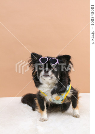 ブラックタンのチワワがおでこにサングラスをかけている様子 ブラックタンのチワワがおでこにサングラスをかけている様子 108848081