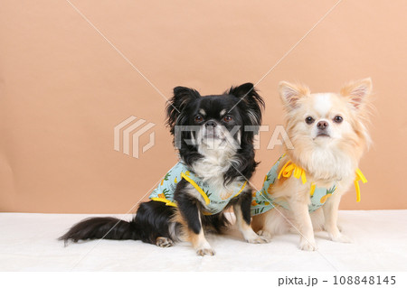 お揃いの洋服を着てお座りをする2頭のチワワ お揃いの洋服を着てお座りをする2頭のチワワ 108848145