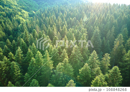 Aerial view of green pine forest with dark spruce trees. Nothern woodland scenery from above 108848268