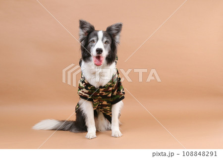 迷彩の服を着てお座りをするボーダーコリー 迷彩の服を着てお座りをするボーダーコリー 108848291