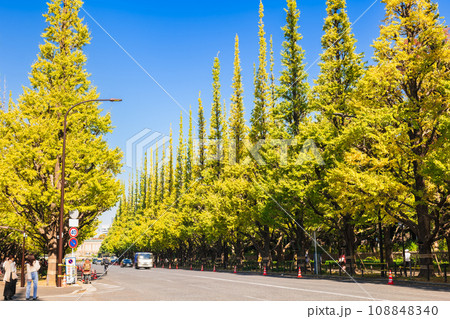 秋の神宮外苑 いちょう並木 秋の神宮外苑 いちょう並木 108848340