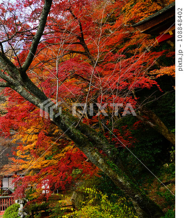 談山神社 紅葉 談山神社 紅葉 108848402
