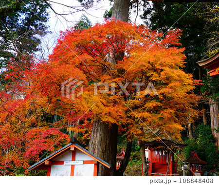 談山神社　紅葉 108848408