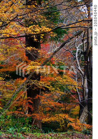 談山神社 紅葉 談山神社 紅葉 108848440
