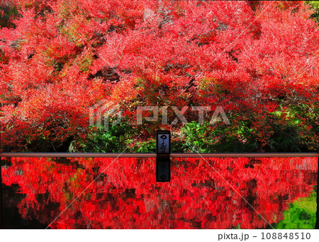 【兵庫県】紅葉の「ゆかドウダン」但馬安国寺 108848510