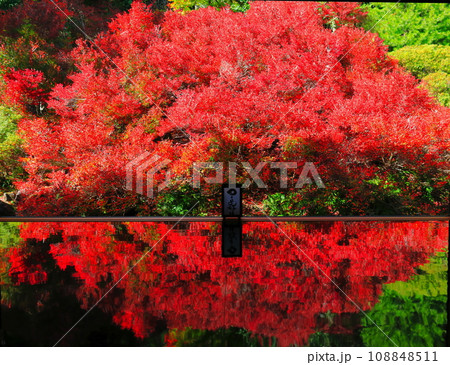 【兵庫県】紅葉の「ゆかドウダン」但馬安国寺 108848511