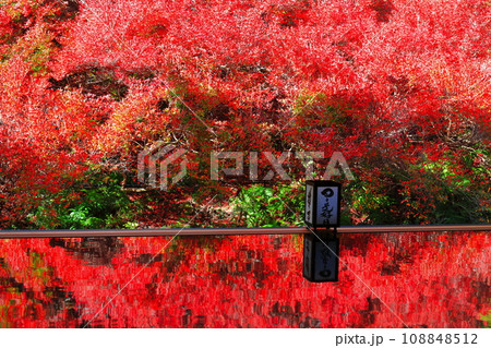 【兵庫県】紅葉の「ゆかドウダン」但馬安国寺 108848512