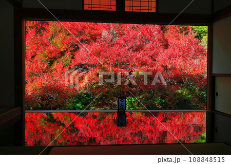 【兵庫県】紅葉の「ゆかドウダン」但馬安国寺 【兵庫県】紅葉の「ゆかドウダン」但馬安国寺 108848515