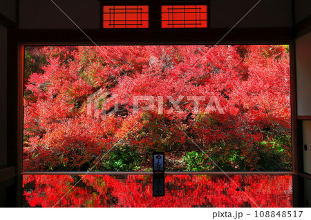 【兵庫県】紅葉の「ゆかドウダン」但馬安国寺 108848517