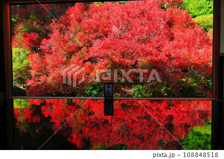 【兵庫県】紅葉の「ゆかドウダン」但馬安国寺 108848518