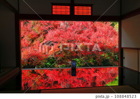 【兵庫県】紅葉の「ゆかドウダン」但馬安国寺 108848523