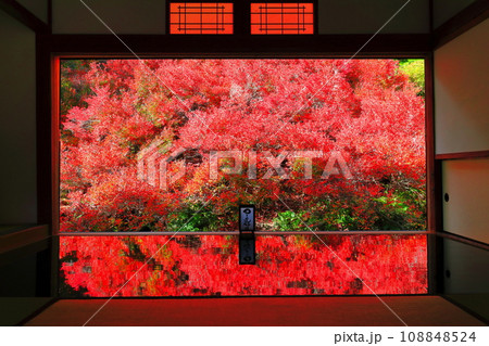 【兵庫県】紅葉の「ゆかドウダン」但馬安国寺 108848524