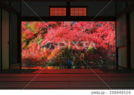 【兵庫県】紅葉の「ゆかドウダン」但馬安国寺 【兵庫県】紅葉の「ゆかドウダン」但馬安国寺 108848529