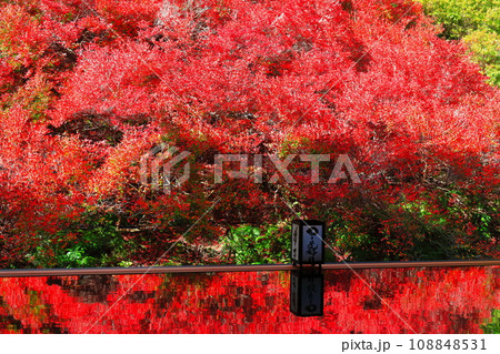【兵庫県】紅葉の「ゆかドウダン」但馬安国寺 108848531