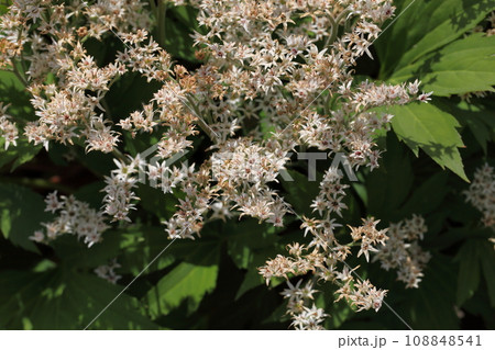 タンチョウソウの花 108848541