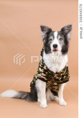 迷彩の服を着てお座りをするボーダーコリー 迷彩の服を着てお座りをするボーダーコリー 108848578