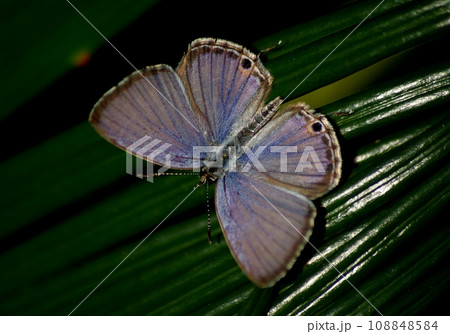 葉にとまるクロマダラソテツシジミ 108848584