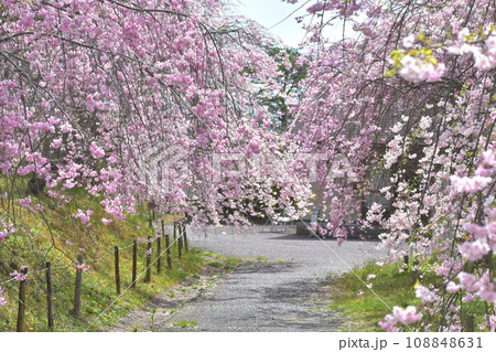岡山　桜　春　たけべの森公園 108848631