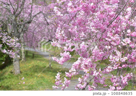 岡山　桜　春　たけべの森公園 108848635