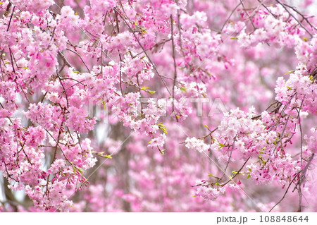岡山　桜　春　たけべの森公園 108848644