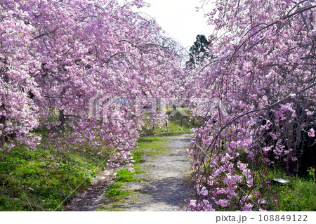 岡山　桜　春　たけべの森公園 108849122
