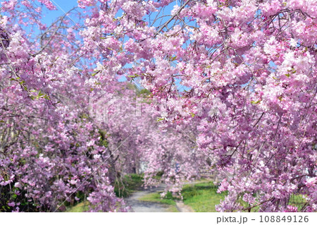 岡山　桜　春　たけべの森公園 108849126