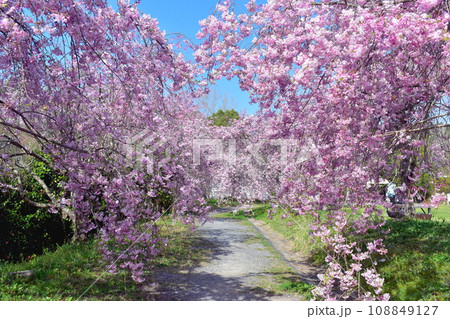 岡山　桜　春　たけべの森公園 108849127