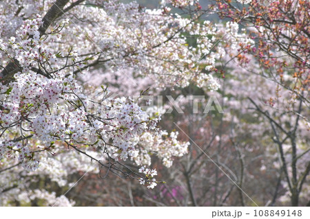 岡山　桜　春　たけべの森公園 108849148
