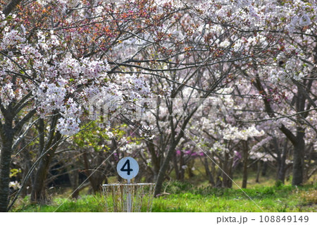 岡山　桜　春　たけべの森公園 108849149