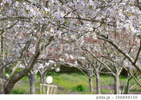 岡山　桜　春　たけべの森公園 108849150