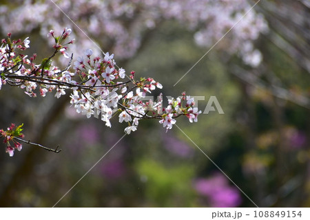 岡山 桜 春 たけべの森公園 岡山 桜 春 たけべの森公園 108849154