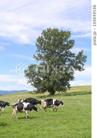 北海道 「美瑛ファーム」の乳牛の放牧風景 108849586