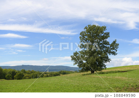 北海道 美瑛の丘（青空と牧草） 108849590