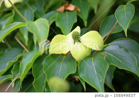 ヤマボウシの花 108849837