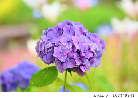 アジサイの花 108849841