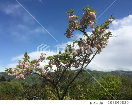 埼玉県秩父長瀞宝登山の山道に咲く桜 108849889