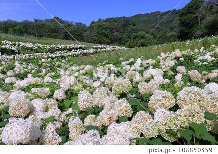埼玉県秩父郡長瀞町　長瀞花の里ハナビシソウ園に広がる満開の白いあじさいアナベルの景色 108850359