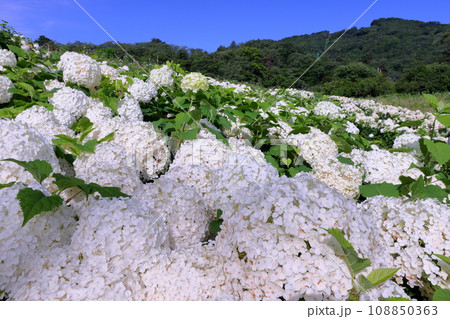埼玉県秩父郡長瀞町　長瀞花の里ハナビシソウ園に広がる満開の白いあじさいアナベルの景色 108850363