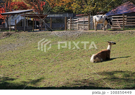 ラマと牛 108850449