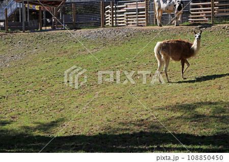 ラマと牛 ラマと牛 108850450