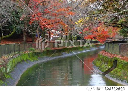 琵琶湖疎水の紅葉（京都市山梨区） 108850606