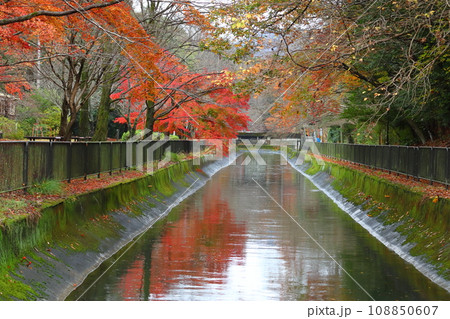 琵琶湖疎水の紅葉（京都市山梨区） 108850607