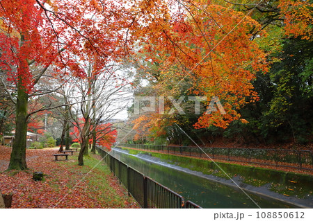 琵琶湖疎水の紅葉（京都市山梨区） 108850612