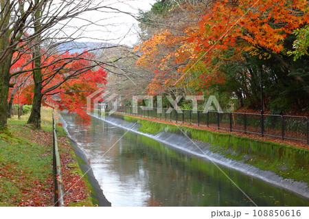 琵琶湖疎水の紅葉(京都市山梨区) 琵琶湖疎水の紅葉(京都市山梨区) 108850616