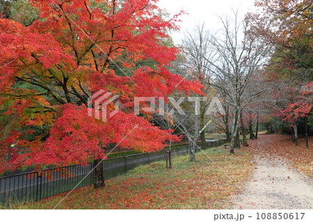 琵琶湖疎水の紅葉（京都市山梨区） 108850617