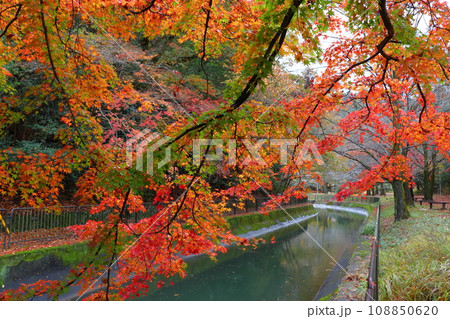 琵琶湖疎水の紅葉（京都市山梨区） 108850620