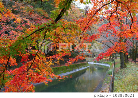 琵琶湖疎水の紅葉（京都市山梨区） 108850621
