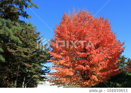 紅葉と常緑樹のコントラスト 108850653